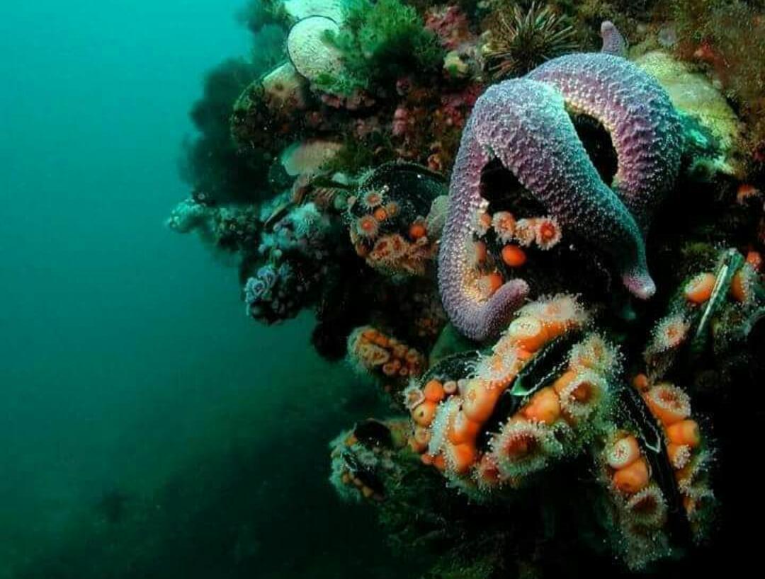 El Tamarisco Apartman Puerto Pirámides Kültér fotó